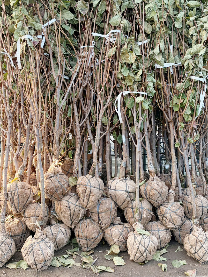 받아보실 감풍 단감나무 묘목의 모습