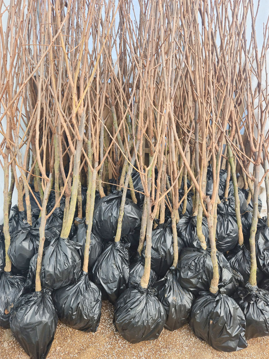 뿌리가 좋고 건강하게 키운 감풍 단감나무