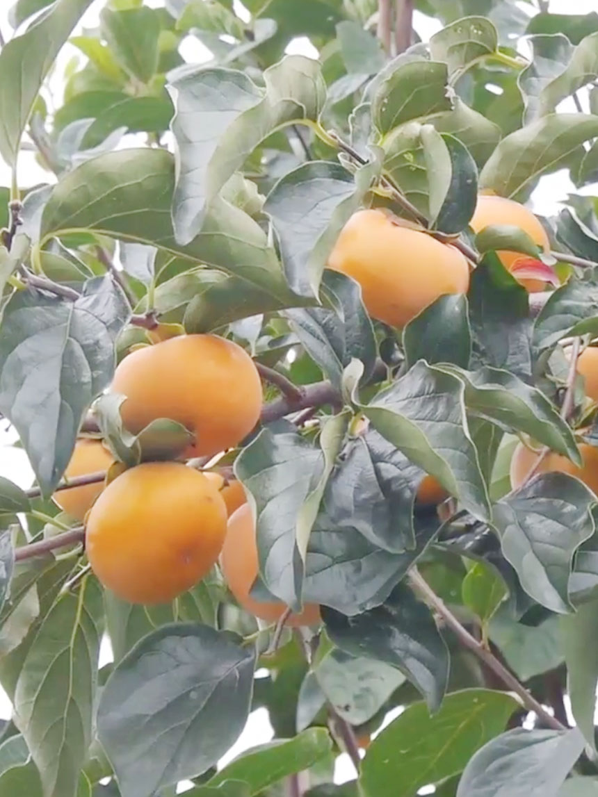 감이 주렁주렁 달린 감풍 단감나무