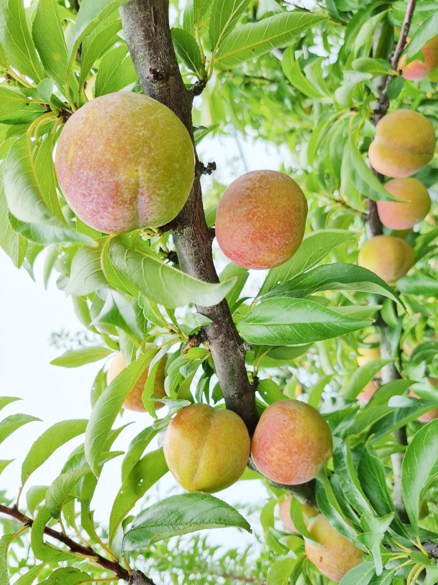 추희 자두나무 묘목에 열매가 주렁주렁 달린 모습