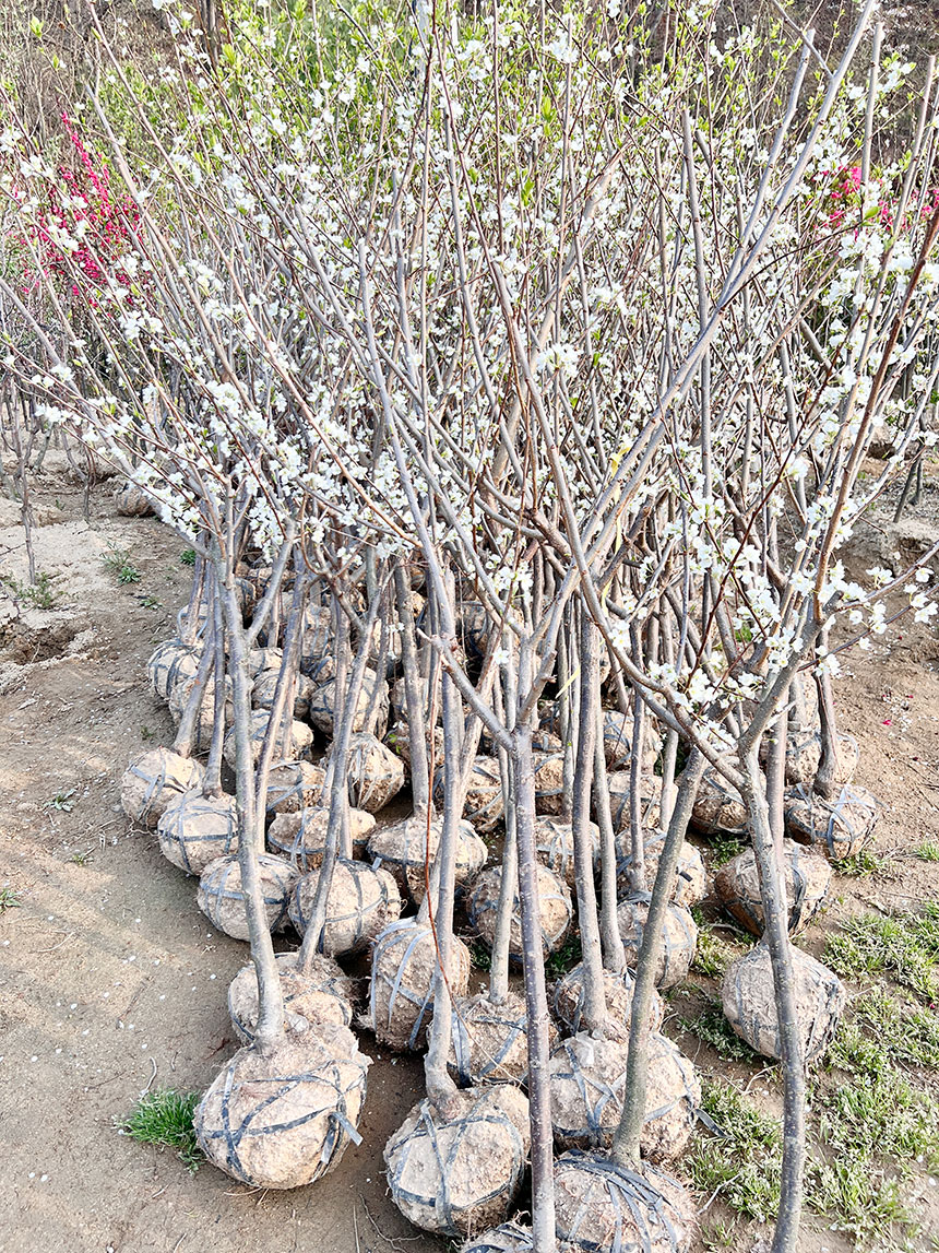 받아보실 추희 자두나무 묘목의 모습