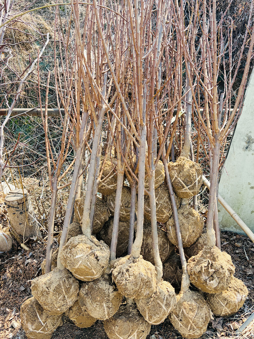 뿌리가 좋고 건강하게 키운 추희 자두나무