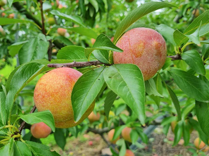 잘 익은 추희 자두나무 묘목의 열매를 찍은 모습