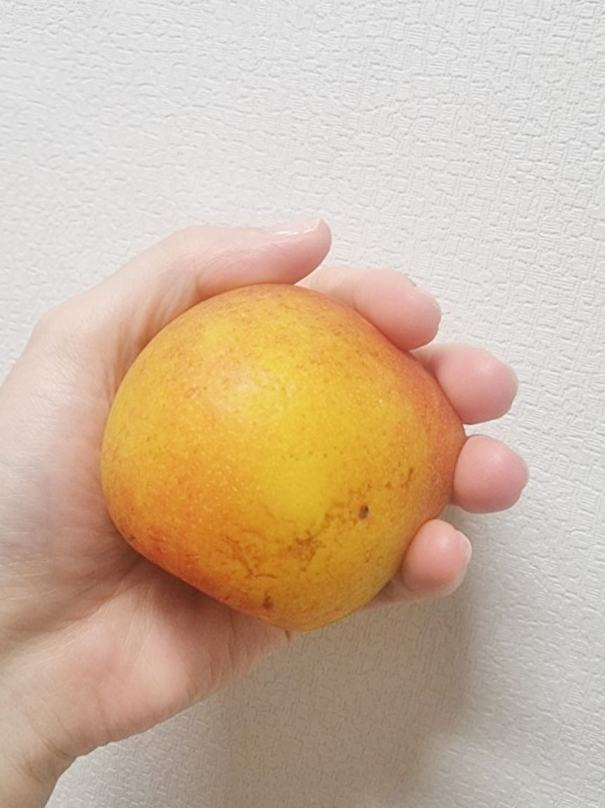 추희 자두나무 열매를 손으로 잡고 찍은 모습