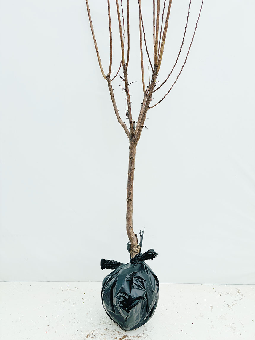 뿌리가 좋고 건강하게 키운 추희 자두나무