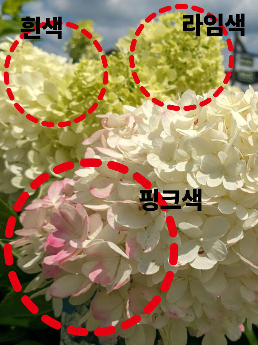 성인 남자 주먹보다 큰 바닐라프레이즈 목수국 꽃송이